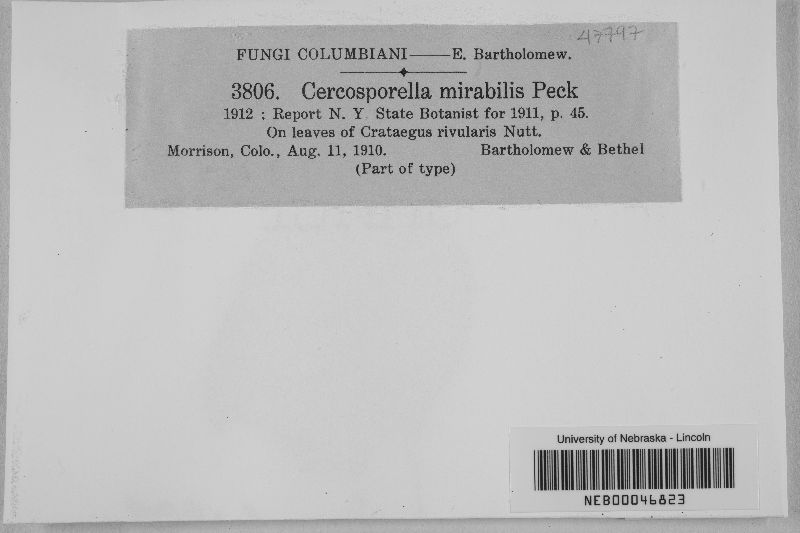 Cercosporella mirabilis image