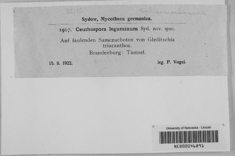 Ceuthospora leguminum image