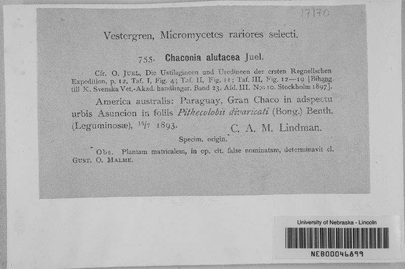 Chaconia alutacea image