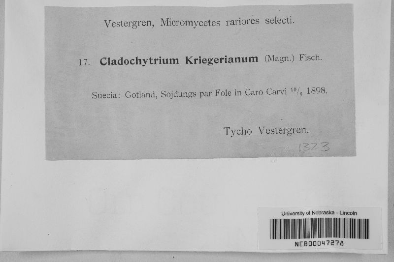 Cladochytrium kriegerianum image