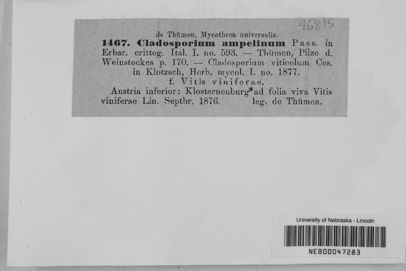 Cladosporium ampelinum image