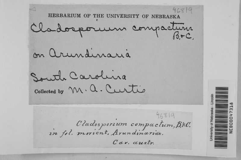 Cladosporium compactum image