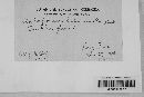 Cladosporium herbarum image