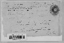 Cladosporium sphaeroideum image