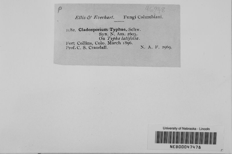 Cladosporium typhae image