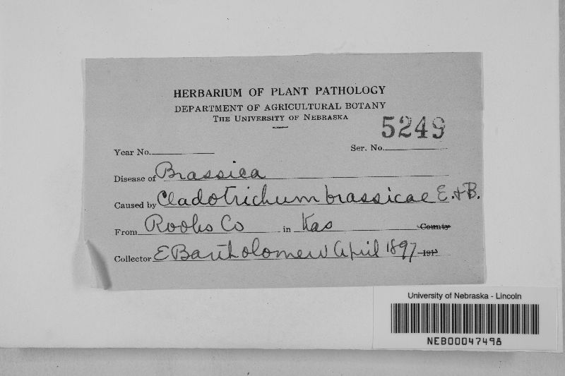 Cladosporium brassicae image