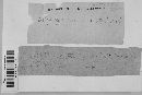 Claviceps purpurea image