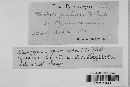Claviceps purpurea image