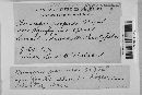 Claviceps purpurea image