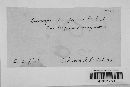 Claviceps purpurea image