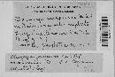 Claviceps purpurea image