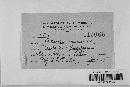 Claviceps purpurea image