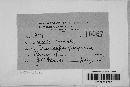 Claviceps purpurea image