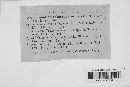 Coleosporium tussilaginis image