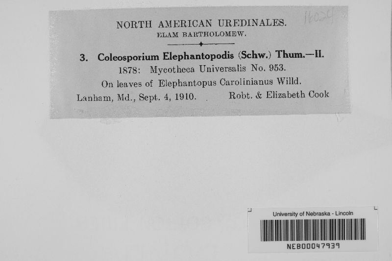 Coleosporium elephantopodis image