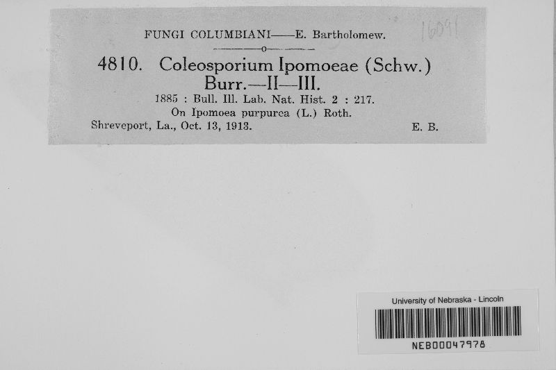 Coleosporium ipomoeae image