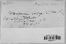 Coleosporium asterum image