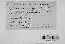 Coleosporium asterum image