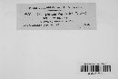 Coleosporium vernoniae image