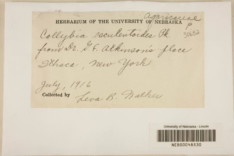Collybia esculentoides image