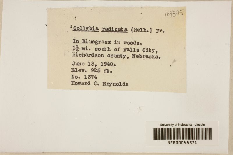 Hymenopellis radicata image