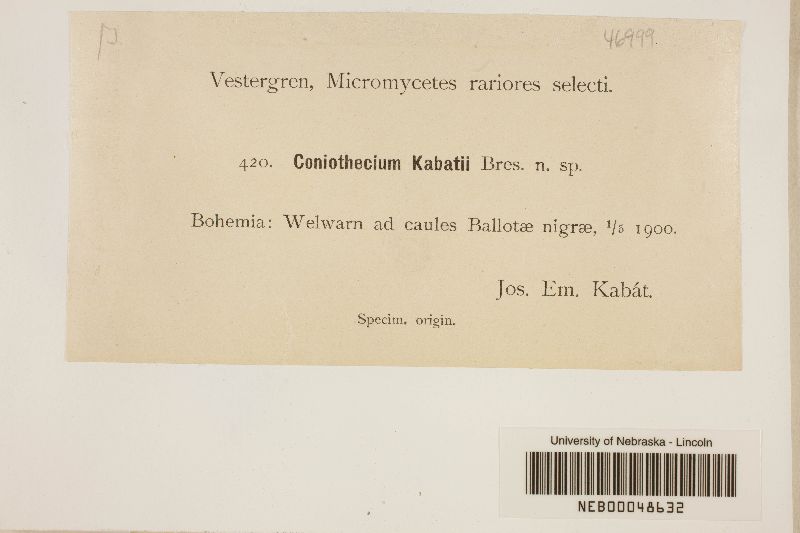 Coniothecium kabatii image
