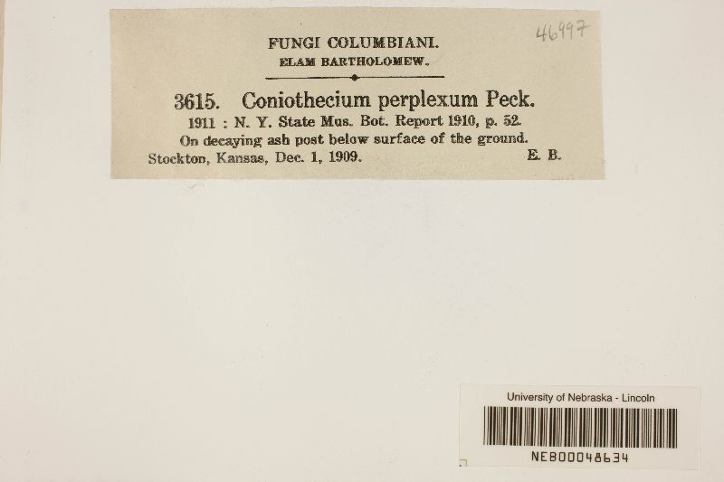 Coniothecium perplexum image