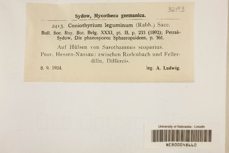 Coniothyrium leguminum image