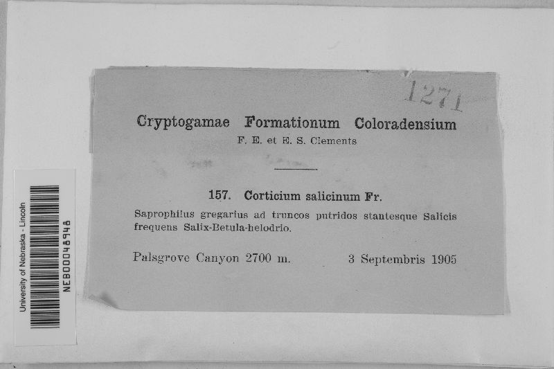 Cytidia salicina image
