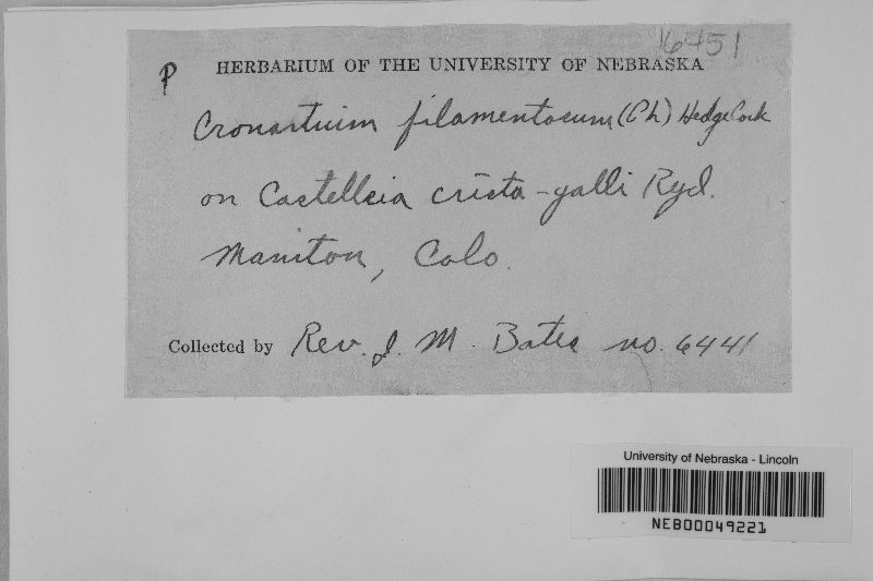 Cronartium filamentosum image