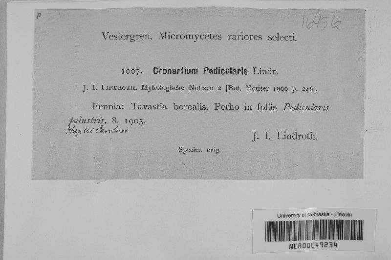 Cronartium pedicularis image