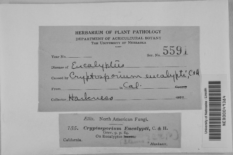 Cryptosporium eucalypti image