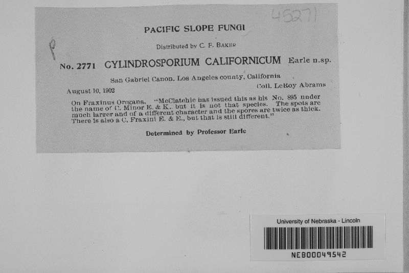 Cylindrosporium californicum image