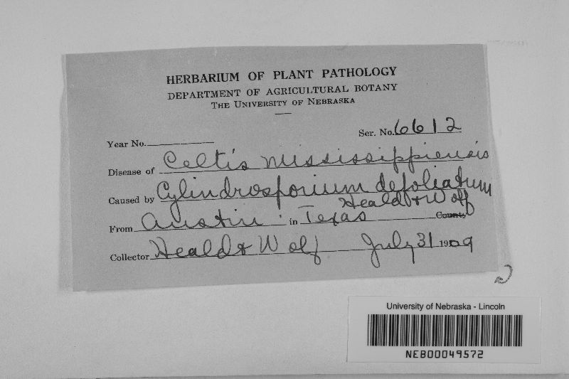 Cylindrosporium defoliatum image