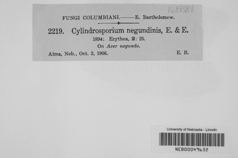 Cylindrosporium negundinis image