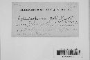 Blumeriella jaapii image