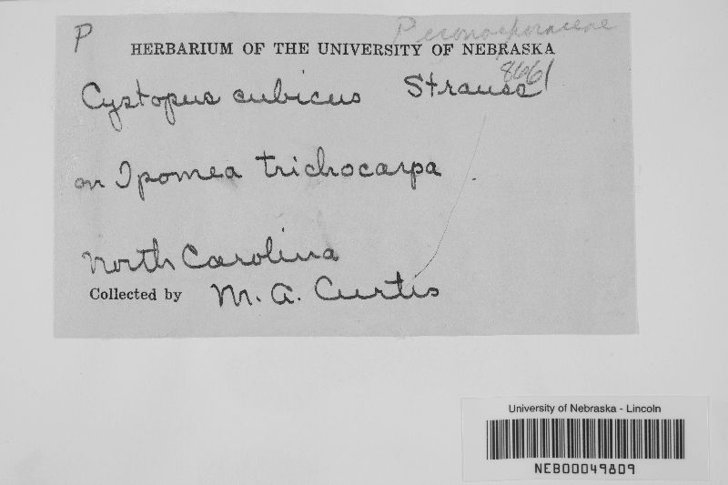 Cystopus cubicus image