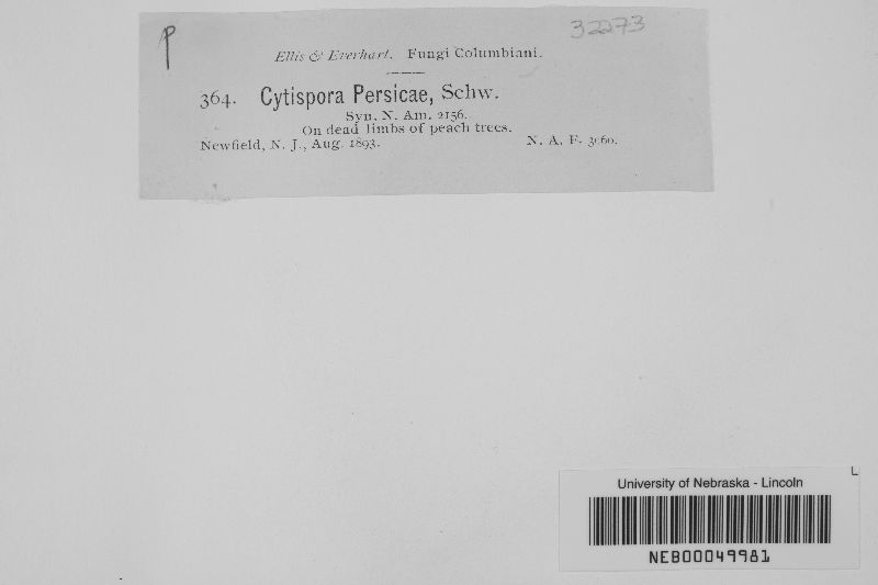 Cytispora persicae image