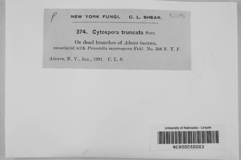 Cytospora truncata image