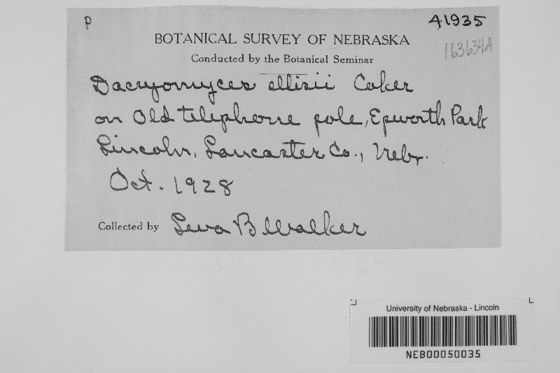 Dacryomyces ellisii image
