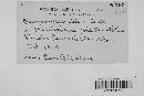 Dacryomyces ellisii image