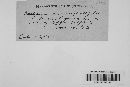 Hypomyces rosellus image