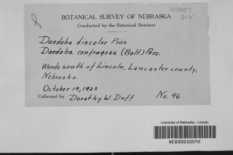 Daedalea discolor image