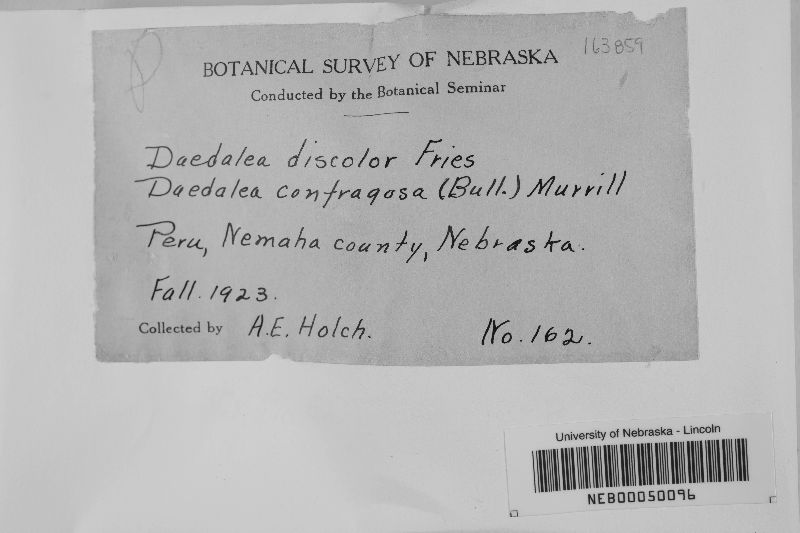 Daedalea discolor image