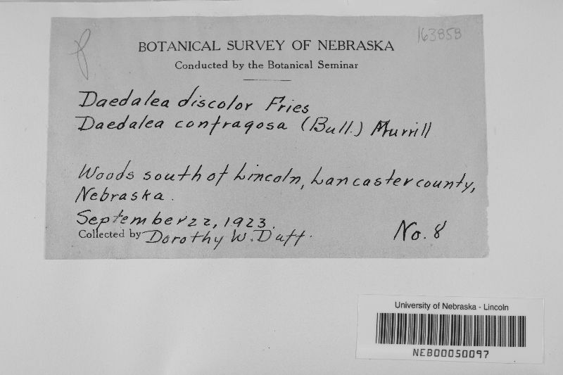 Daedalea discolor image
