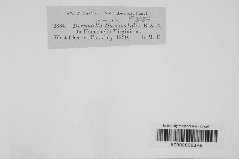 Dermea hamamelidis image