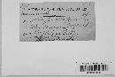 Diatrype albopruinosa image