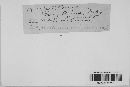Diatrype albopruinosa image