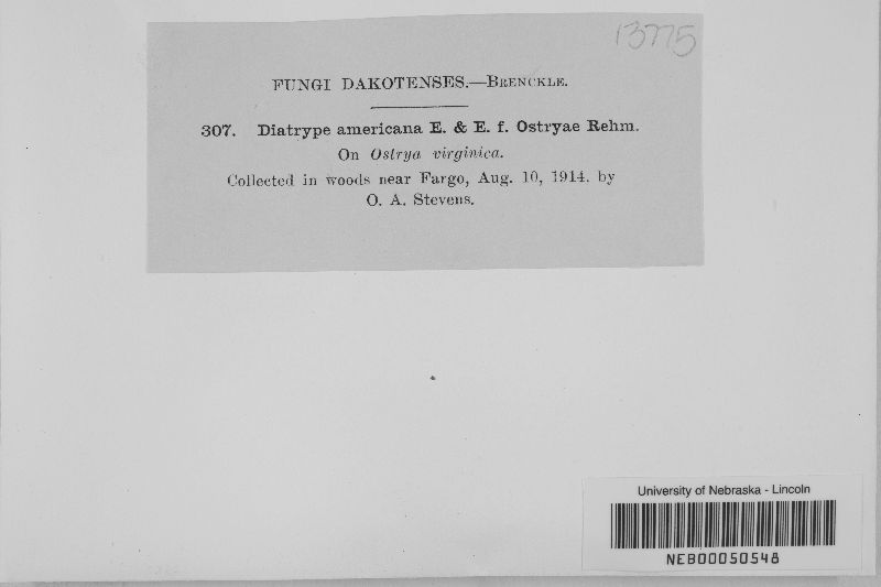 Diatrype americana image