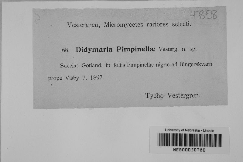 Didymaria pimpinellae image